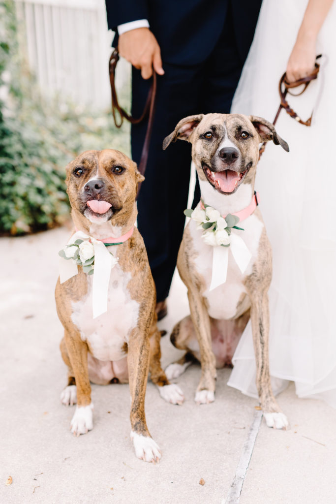 Dogs at Wedding